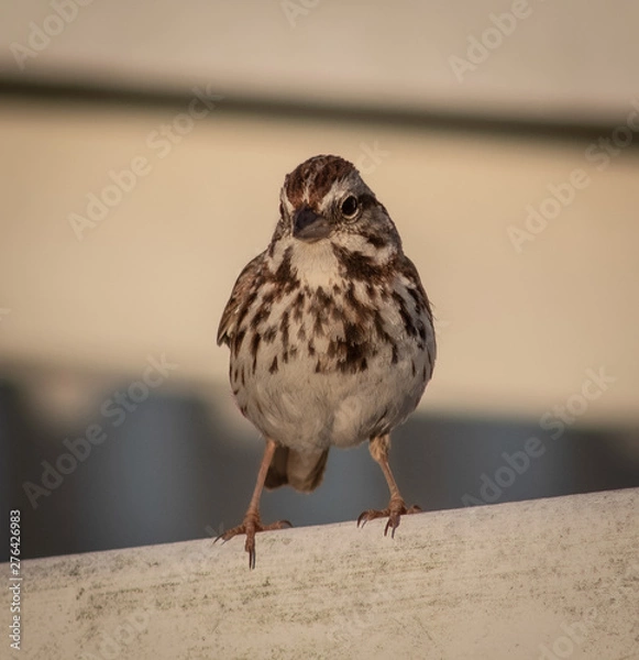 Fototapeta Pretty Bird