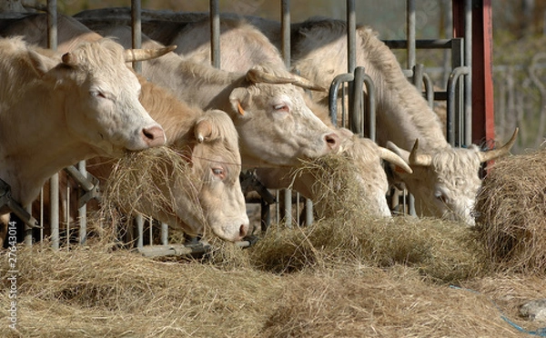 Obraz vaches