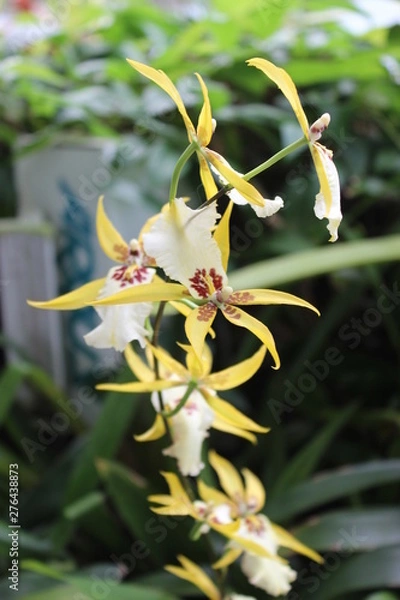 Fototapeta Yellow Orchids