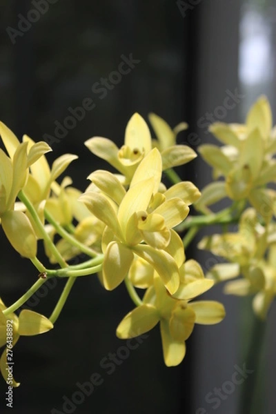 Fototapeta Yellow Orchids