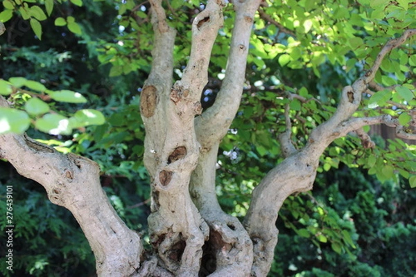 Fototapeta Bonzai Trees