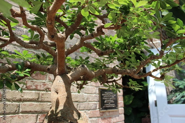 Fototapeta Bonzai Trees