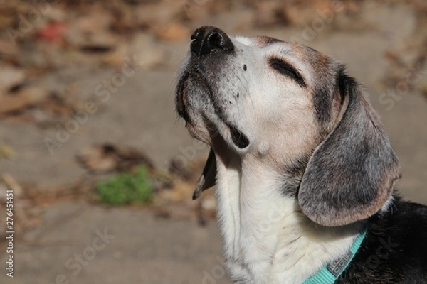 Fototapeta Spring is in the air