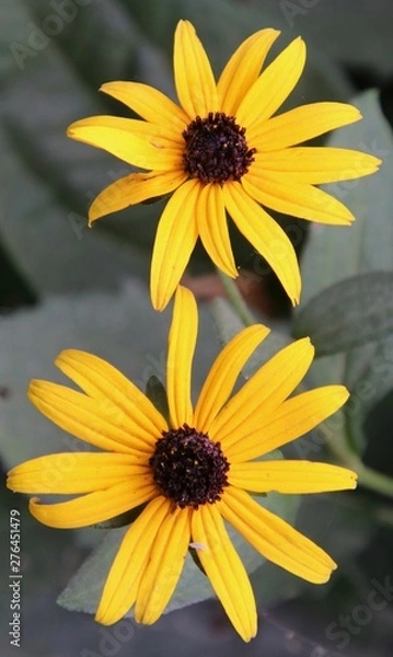 Fototapeta Yellow Flowers