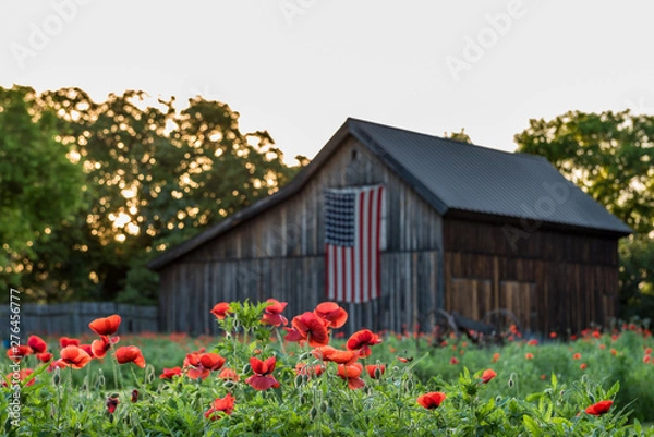 Obraz Row of vivid read poppies with barn in the background