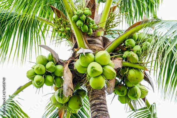 Obraz Coconut on the coconut tree is perfect for the sky in nature.