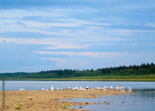 Fototapeta A flock of the Northern gulls sitting on the ledge of the banks of the taiga river basin in Yakutia, on the background of the taiga spruce forest under blue sky.