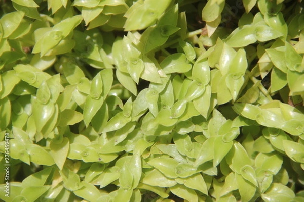 Fototapeta super green