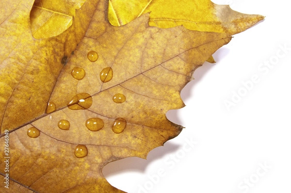 Obraz Hojas otoñales