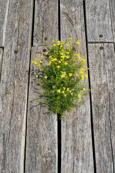 Obraz wildflowers through cracks in weathered deck