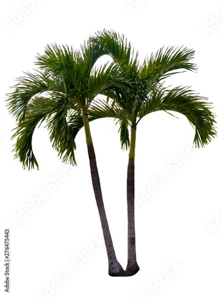 Fototapeta Washington Palm Tree isolated on white background with a high resolution suitable for graphic. with clipping path