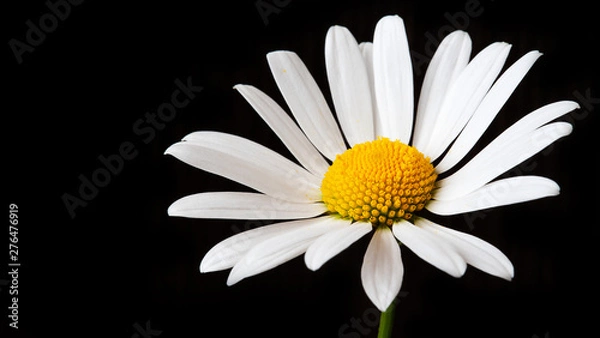 Obraz Large Chamomile on a black background with copy space