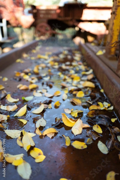 Fototapeta Autumn leaves fallen on wet ground