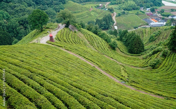 Fototapeta 보성 대한다원의 여름 풍경