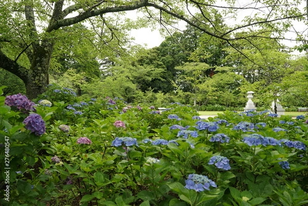 Fototapeta 紫陽花