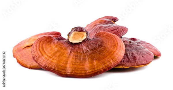 Fototapeta Dried Ganoderma Lucidum Mushroom isolated on white background.Ling Zhi Mushroom