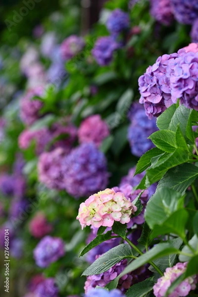 Fototapeta 紫陽花の壁