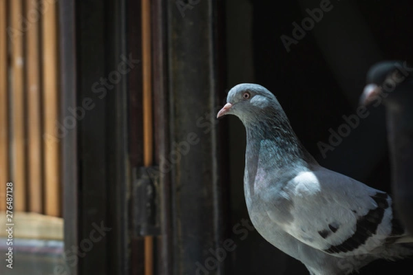 Fototapeta Portrait of a specific pigeon in a cage. Close image of beautiful pigeons of a different kind.