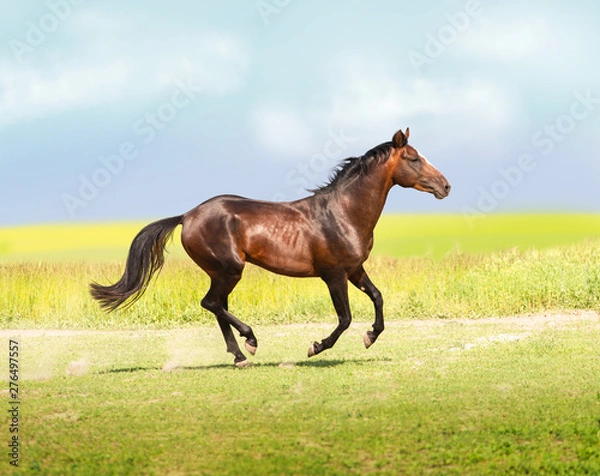 Obraz bay horse runs on the field