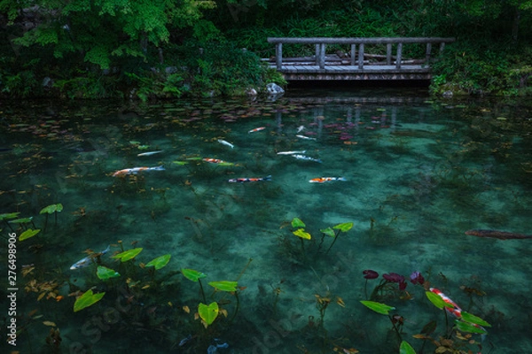 Obraz 岐阜県 モネの池 