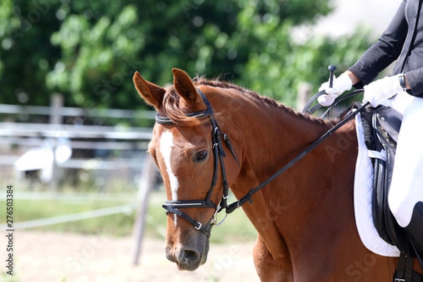 Fototapeta Unknown contestant rides at dressage horse event on riding ground indoors