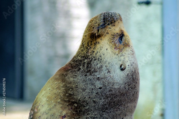 Fototapeta Mähnenrobben Portrait