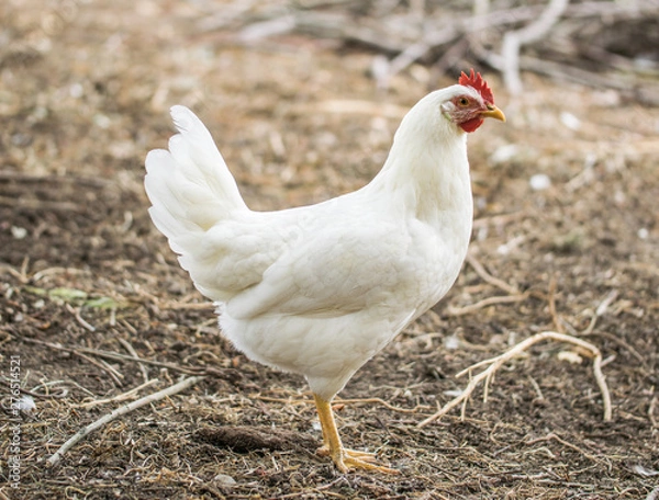 Fototapeta Chicken broilers. Poultry farm. White chicken walkinng in a farm garden.