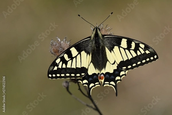 Obraz Fennel swallowtail