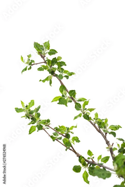 Obraz Young apple tree isolated on white background.