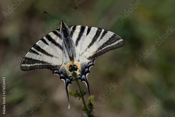 Obraz Scarce swallowtail