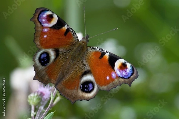 Obraz Peacock butterfly