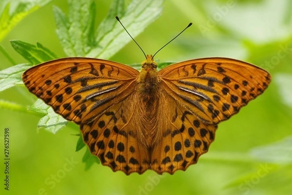 Obraz Silver-washed fritillary