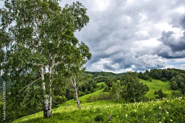 Fototapeta birch in the mountains