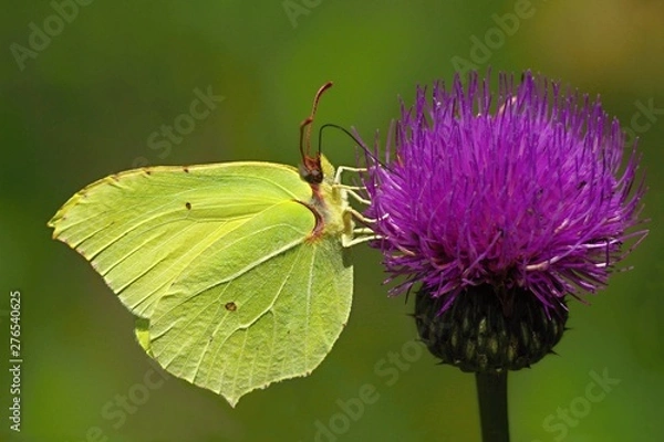 Obraz Buckthorn brimstone