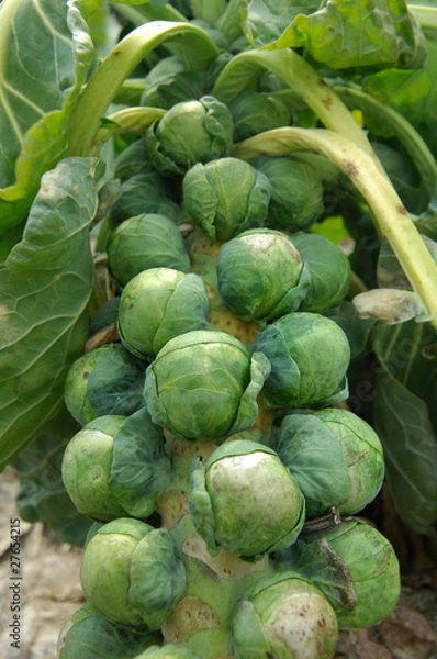 Fototapeta Rosenkohl