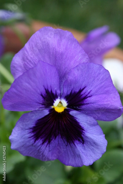 Obraz purple pansy
