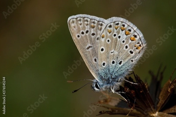 Obraz Chalkhill blue