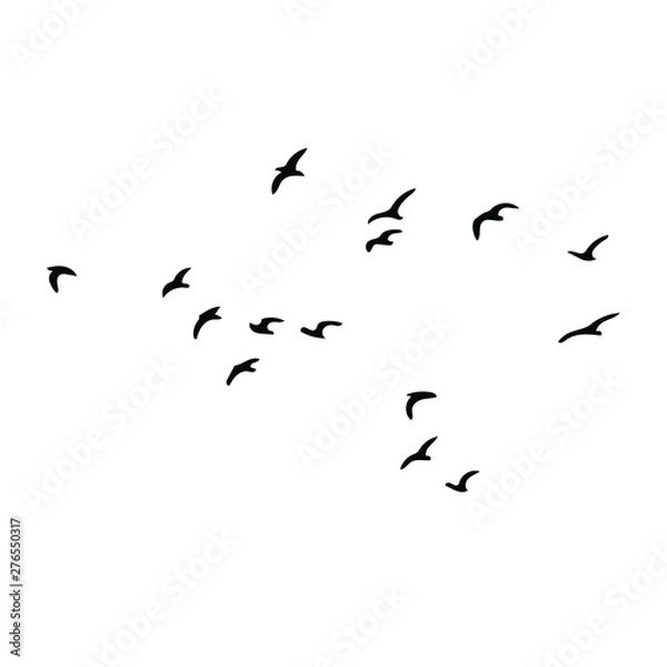 Fototapeta birds vector silhouette