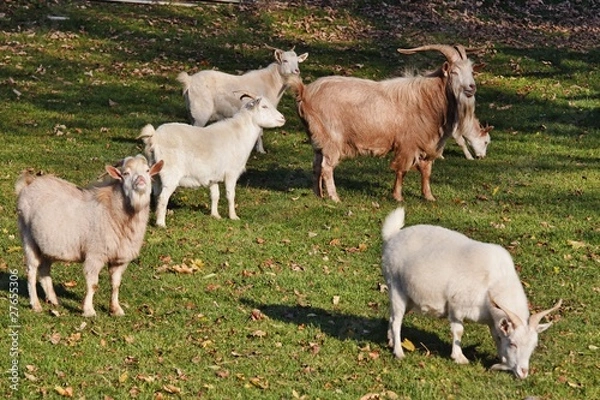 Fototapeta Goats