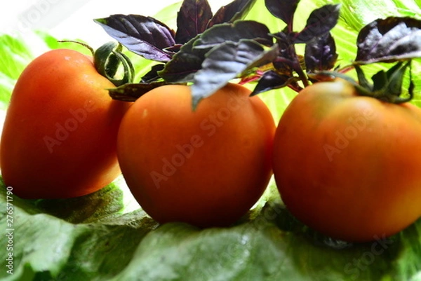 Obraz Tomatoes with basil