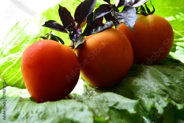 Obraz Tomatoes with basil