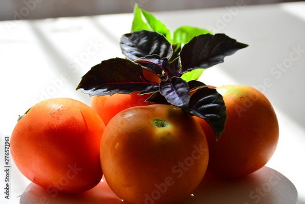 Obraz Tomatoes with basil