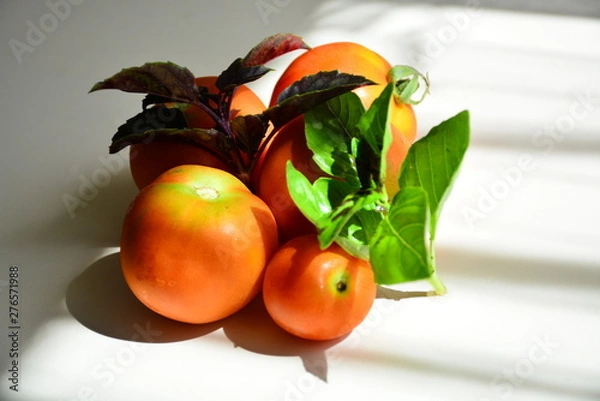 Obraz Tomatoes with basil