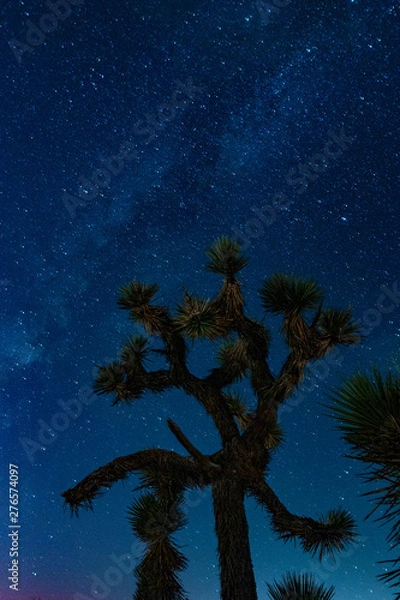 Fototapeta Joshua Tree At Night