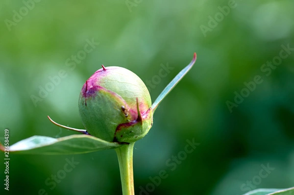 Fototapeta Peony Bud