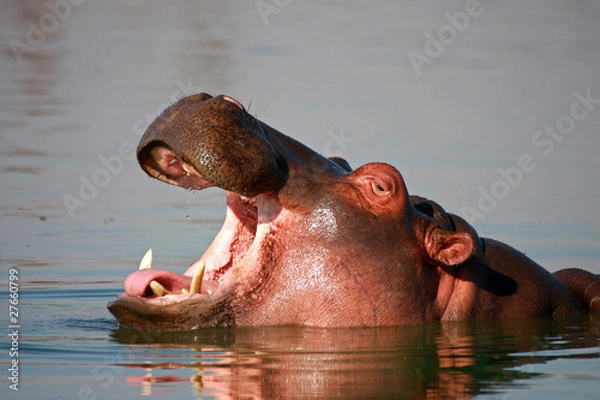 Obraz Koń biegający w wodzie - Krügerpark Republika Południowej Afryki