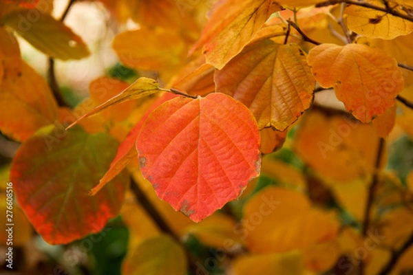 Obraz fothergilla leaves