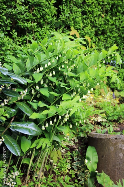 Obraz Echtes Salomonsiegel