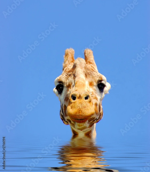 Obraz curious giraffe swimming