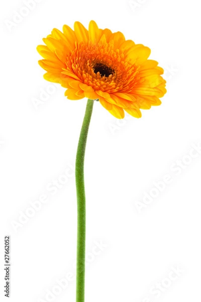 Obraz yellow gerbera close up